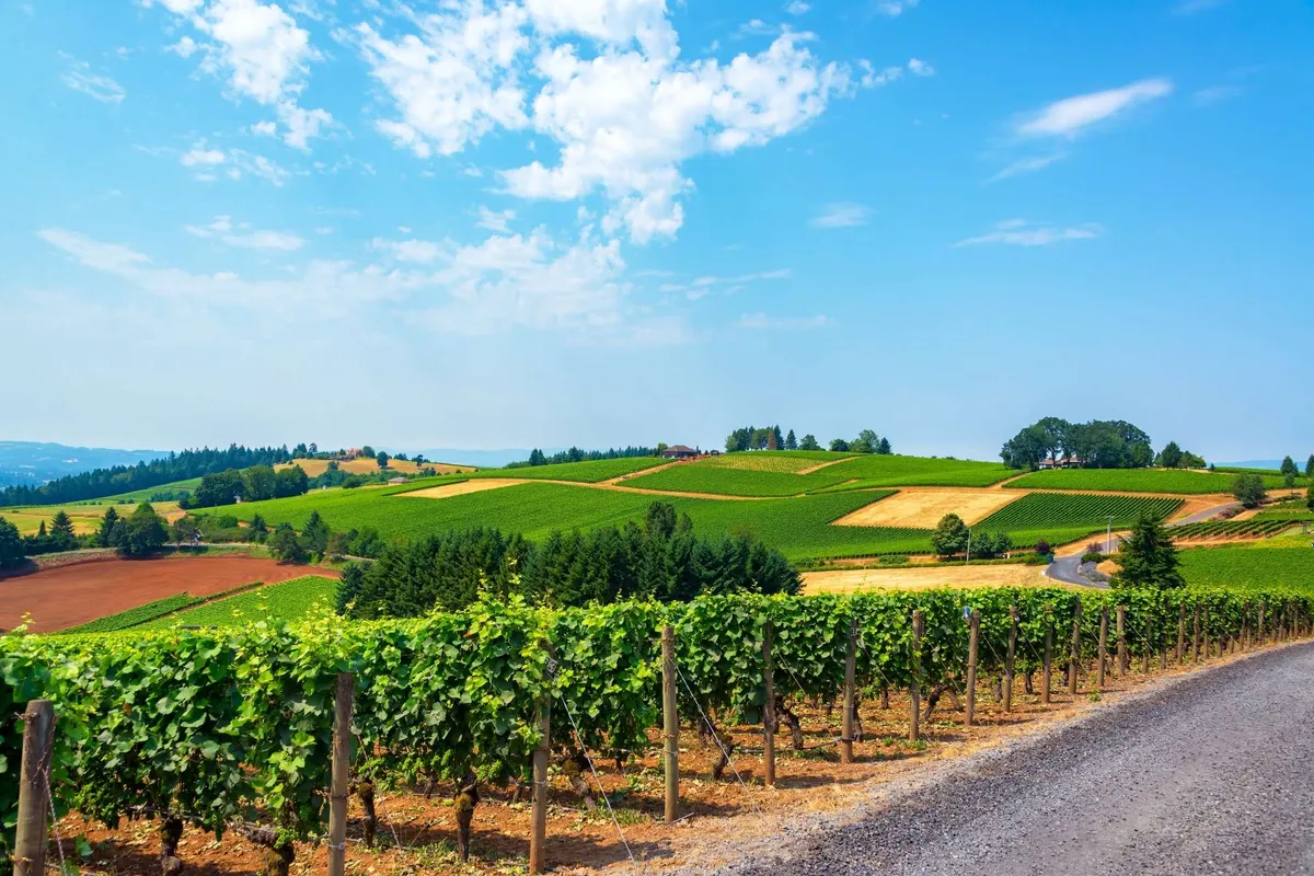 A sweeping view of vineyard rows stretching across rolling hills, with a distant house nestled among the vines. The scene is serene, bathed in the warm light of a sunset, embodying the essence of wine country living.